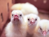 Photo by Md Abu Nasir Limon