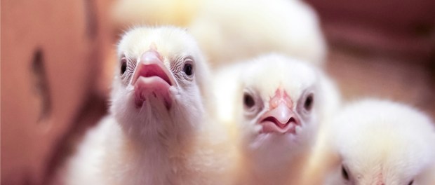 Photo by Md Abu Nasir Limon Photo by Md Abu Nasir Limon