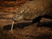 Photo by Rasmus Gundorff