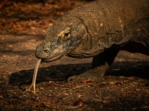 Photo by Rasmus Gundorff