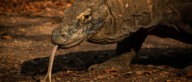 Photo by Rasmus Gundorff